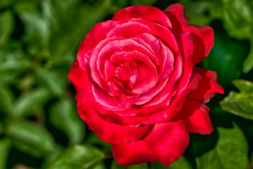 1058779 (a): :2500x1668